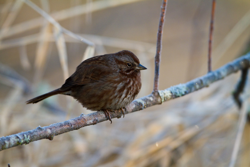 Song Sparrow